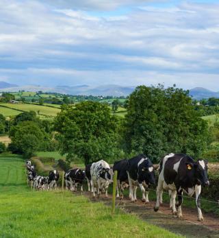 A line of Friesian cattle walking up a path.
