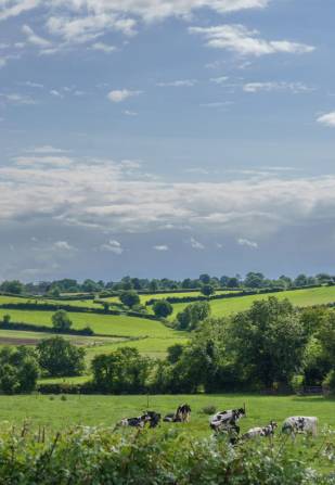 A herd of cattle in a field surrounded by hills.