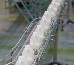 Cartons of milk moving down a conveyor belt.