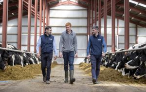 Two Lakeland Dairies team members walking through a slatted shed with a milk supplier. Cattle eat silage either side of the image.