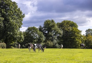 A herd of cattle in a field.