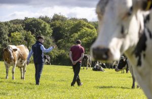 A herd of cattle in a field with a Lakeland Dairies team member and a milk supplier.