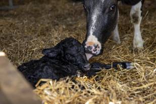 A cow cleaning her newborn calf.
