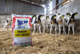 A bag of Munchy Calf Muesli standing in front of a herd of young calves in a slatted shed.