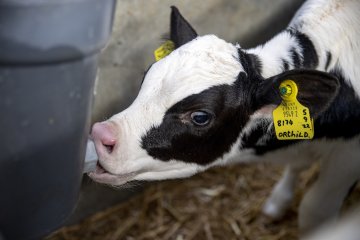 A calf drinking from a bucket.