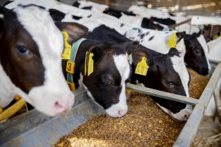 A group of calves tucking into Lakeland Dairies muesli.