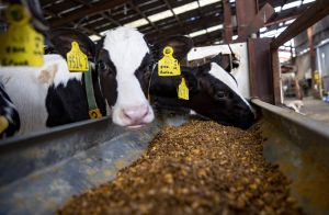 A herd of calves eating meal from a trough.