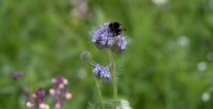 A bee landing on a flower.