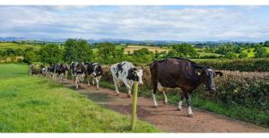A herd of cattle walking down a path in the sun surrounded by green fields.