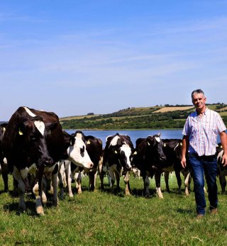 Farmer standing in a field in Ireland, next to cows grazing