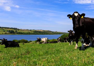 A field of cattle overlooking a stunning lake.