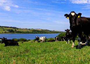 A field of cattle overlooking a stunning lake.