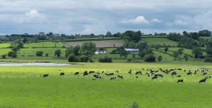 A herd of cattle in a field surrounded by green hills.