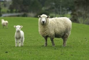 A sheep and lamb on a farm.