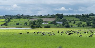 A herd of cattle in a field surrounded by rolling green hills.