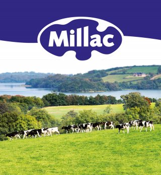 Image of green fields and pastures of Ireland, with cows grazing and the Millac logo placed at the top