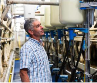 A Lakeland Dairies milk supplier working in his milking parlor.