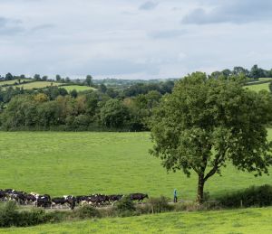 Farmer leading cows on path Ireland