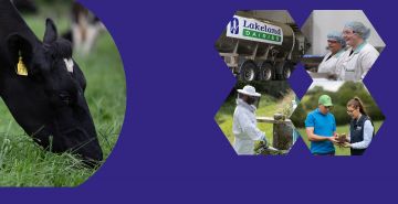 A banner of five images. The first image is a cow, the second is a Lakeland Dairies milk tanker, the third is two employees working, the fourth is the Lakeland Dairies bee keeper and the final is Alan Clarke and Susan Casey.