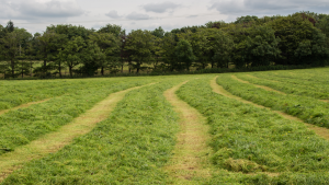 Rows of freshly cut grass.