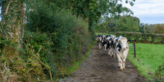 Cattle walking down a path on a summers day surrounded by green fields.
