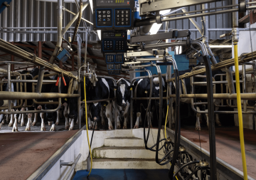 Friesian cows in a milking parlor.