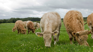 Beef cattle grazing on a farm.