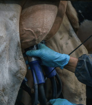 A farmer placing the milking clusters onto a cow.
