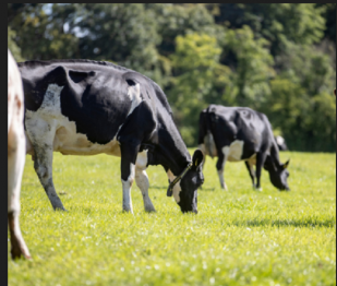 Two Holstein Friesian cattle grazing in a field.