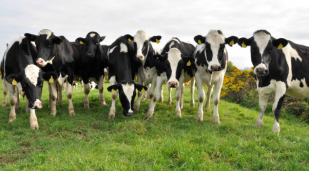 A herd of Friesian cattle.