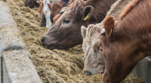 Beef cattle eating silage.