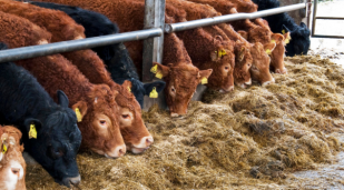 Beef cattle eating silage in a slatted shed.