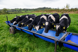 Cattle eating meal in a field.