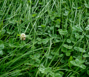 A mixture of grass and clover growing in a field.