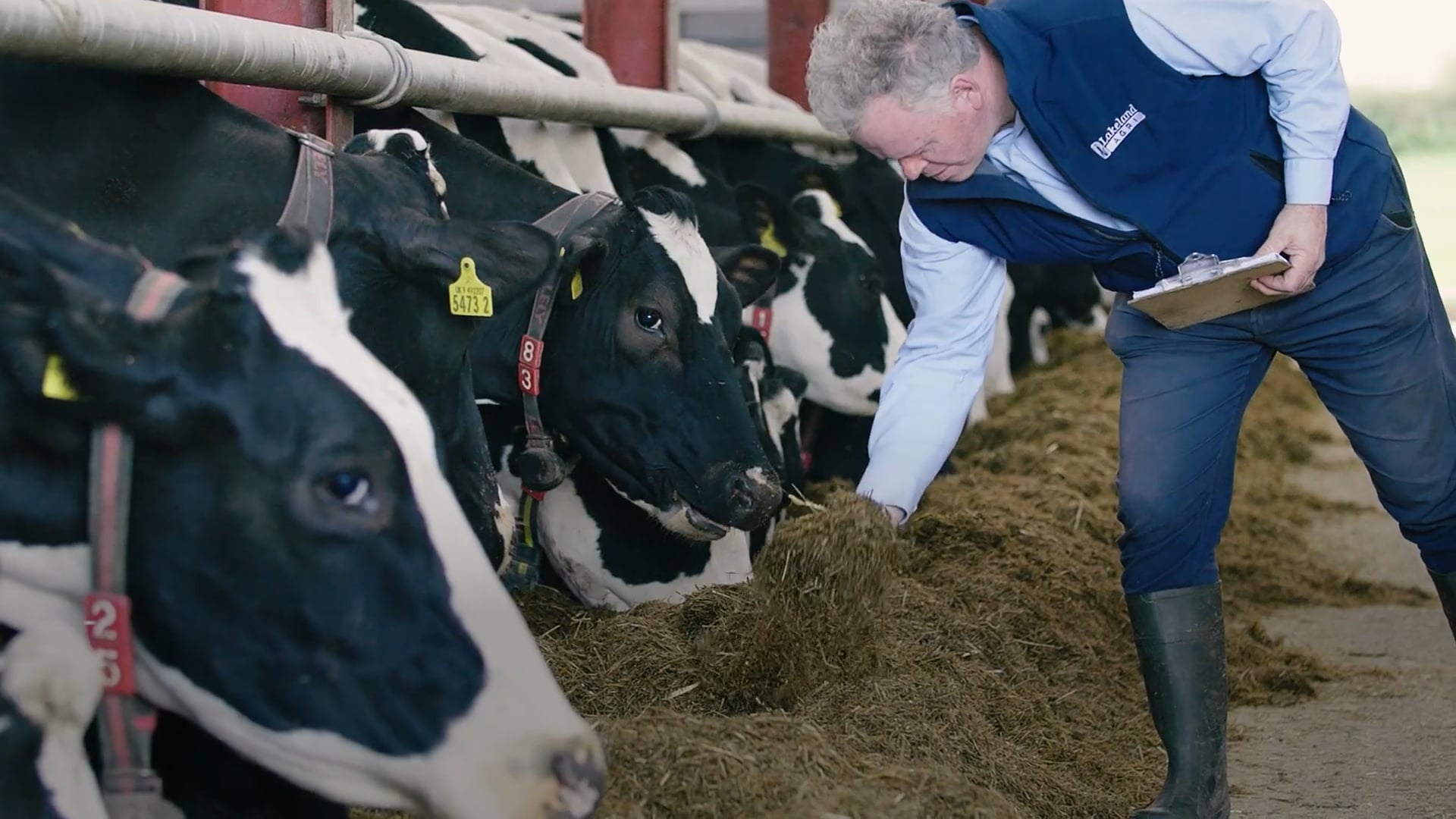 A herd of cattle eating silage in a slatted shed with a Lakeland Dairies staff member present.