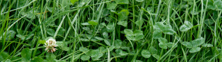 Clover growing in a field.