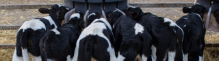 A herd of calves drinking from a bucket.