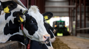Friesian cattle enjoying silage in a slatted shed.